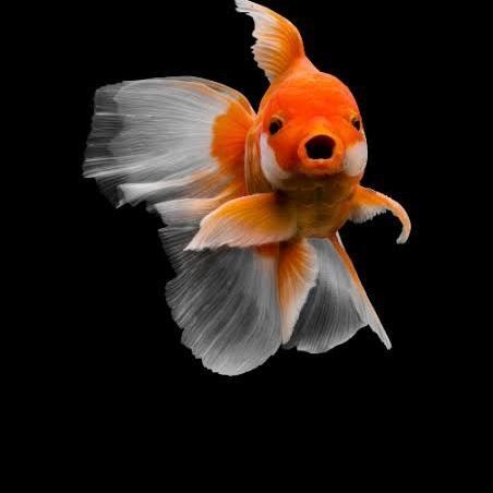 AL ikan mas koki oranda/ikan aquascape/ikan hias air tawar