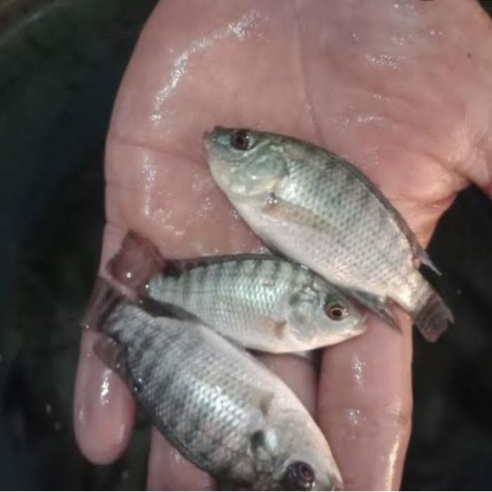 AL Bibit ikan nila hitam nirwana ukuran 4-5-6cm