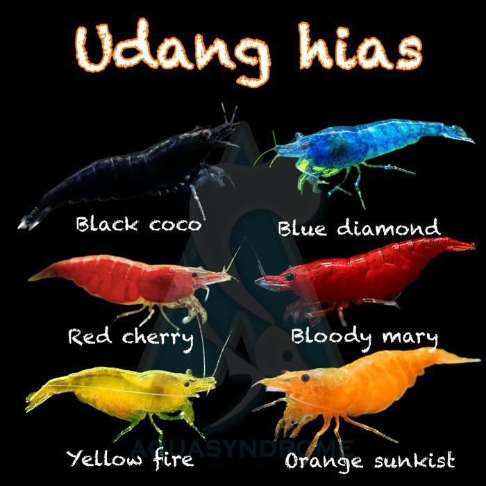 AL Udang Hias Pembersih Alga / Udang Hias Air Tawar Aquascape