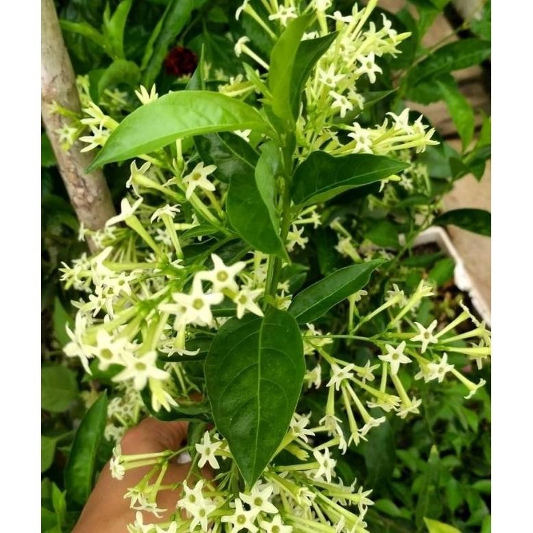 BUNGA ARUM DALU WANGI / BUNGA MELATI ARUMDALU SUPER WANGI Nugi