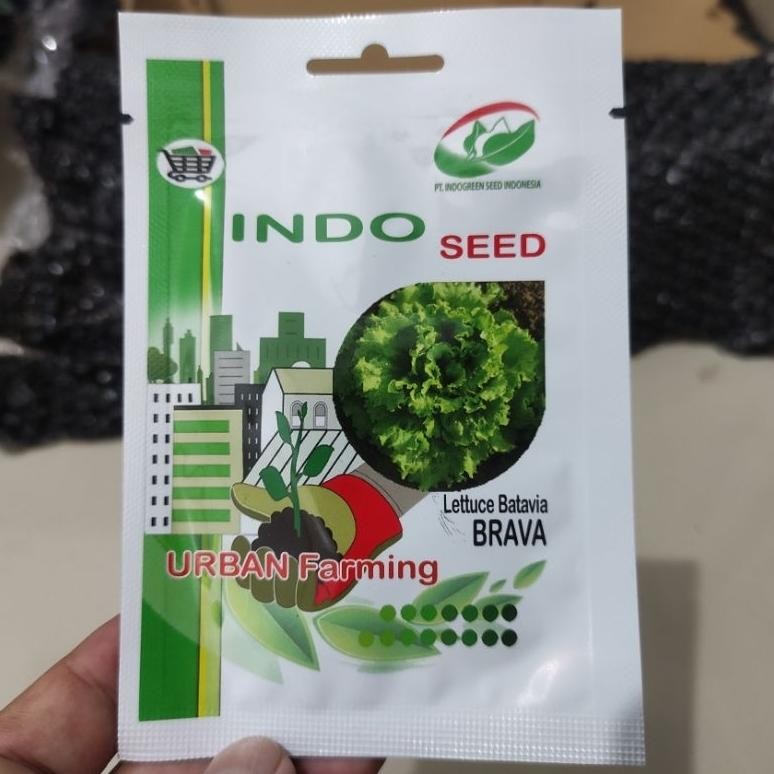 Benih Selada Brava 1gr selada batavia Nugi