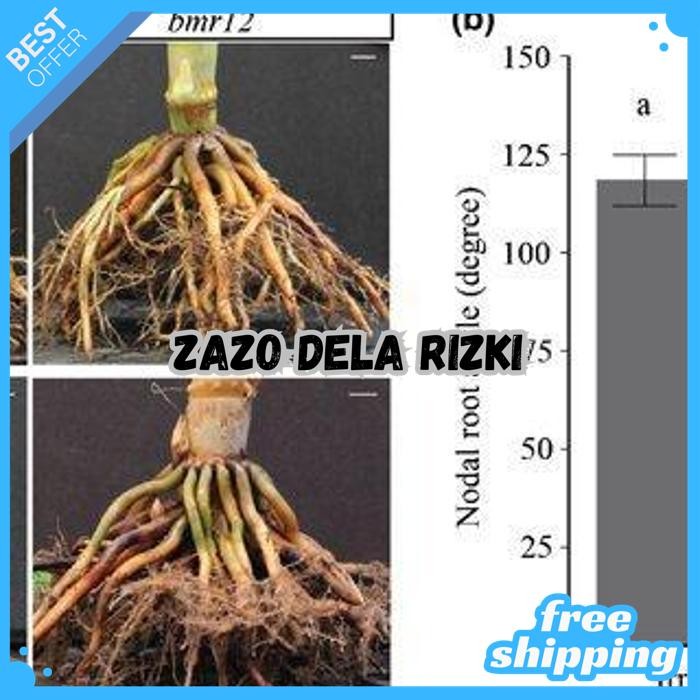 GIBGRO 10SP NUFARM 1GR - HORMON ZPT GIBERELIN GA3 GA-3 ASAM GIBERALAT PEMACU BENIH BUAH UMBI 1 GR GR