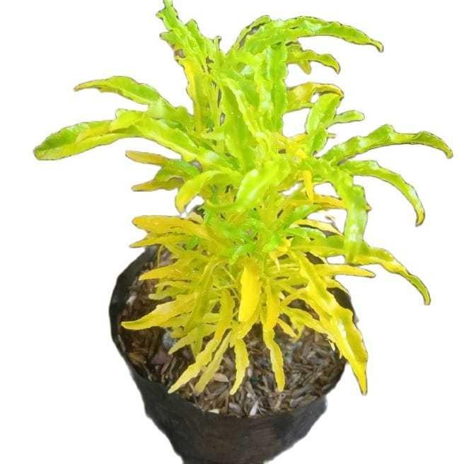 

Bibit Tanaman Hias Brokoli Kuning