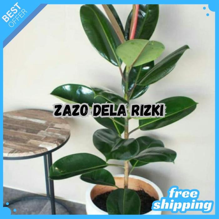 [GOSEND] POHON KARET KEBO MERAH HIJAU - TANAMAN HIAS BIBIT FICUS PLANT BY ZAZODELARIZKI
