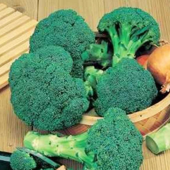 

50 Brokoli hij Grifin F1 Hybrida bibit tanaman griffin ISTIMEWA