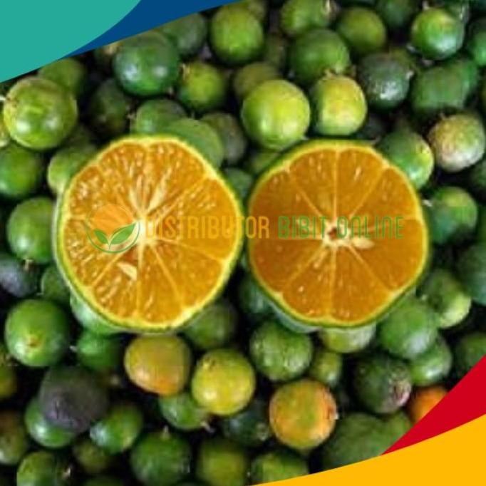 

Bibit Tanaman Buah Jeruk Kasturi ISTIMEWA