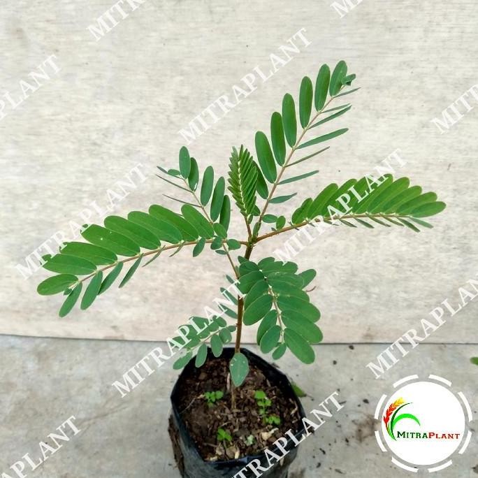 Bibit Tanaman Bunga Turi Putih - Pohon Kembang Turi Putih - Herbal ISTIMEWA