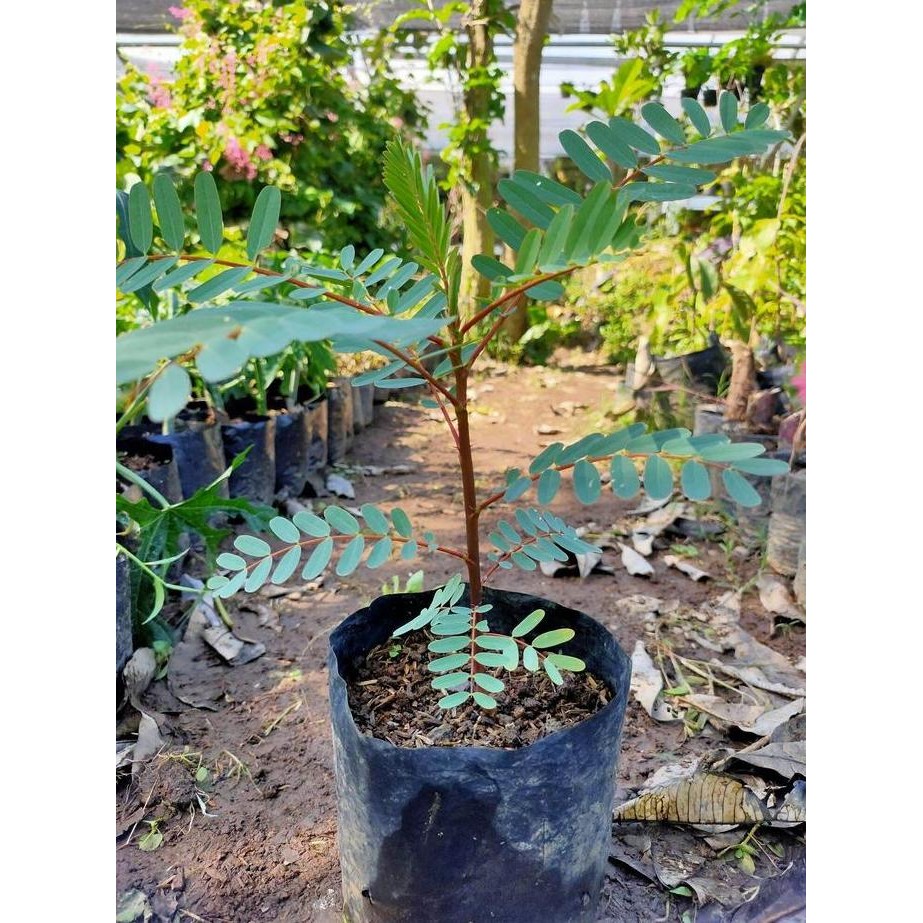 Bibit Tanaman Bunga Turi Merah - Kembang Hias Outdoor dan Herbal ISTIMEWA