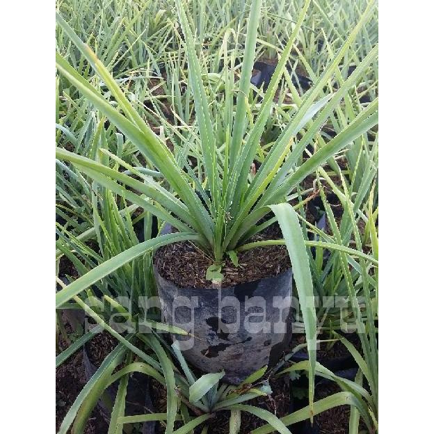 Bibit tanaman hias bunga sedap malam BARANG SUPER