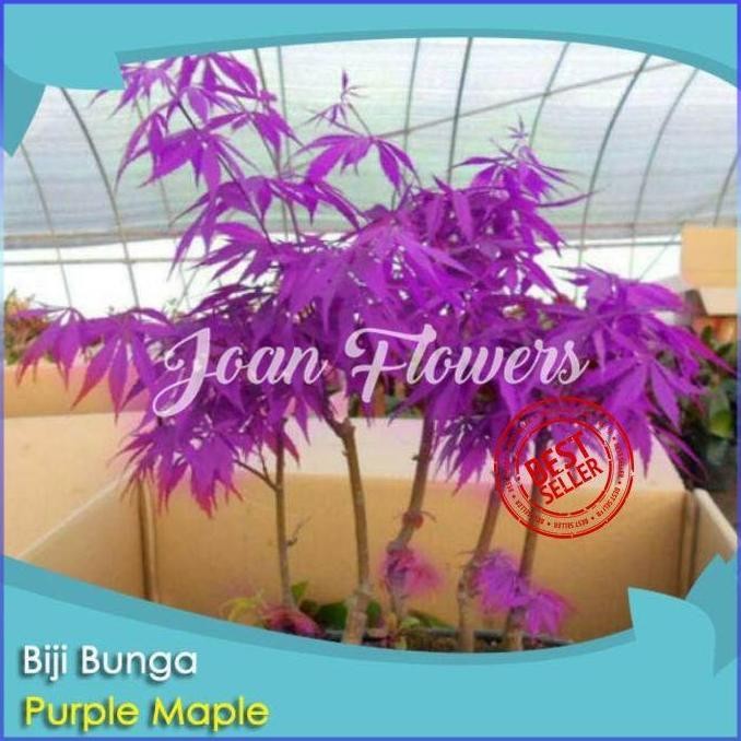 Bibit Tanaman Bunga Bai Maple Ungu Pule Maple Bibit Tanaman ISTIMEWA