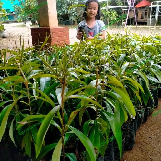 Bibit Tanaman Kayu Hitam Eboni / Black Ebony - Super ISTIMEWA