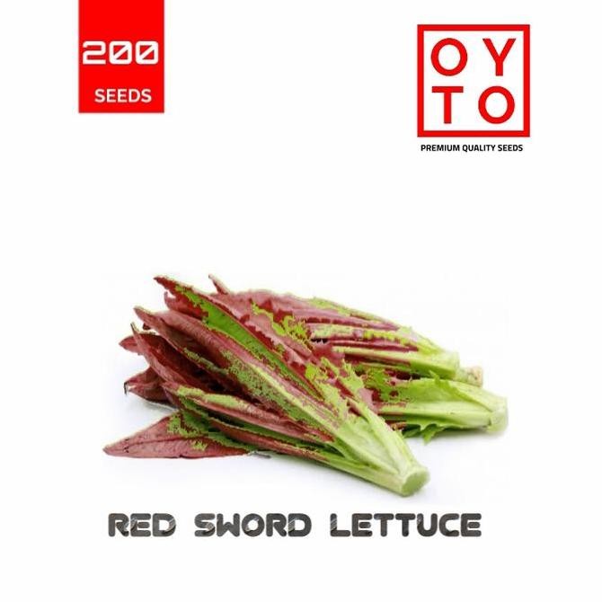 SELADA NGI MERAH SIOMAK BIBIT TANAMAN HOPONIK BARANG SUPER