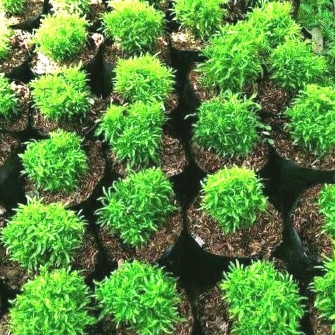 

Tanaman Brokoli Hij Bibit terbaru