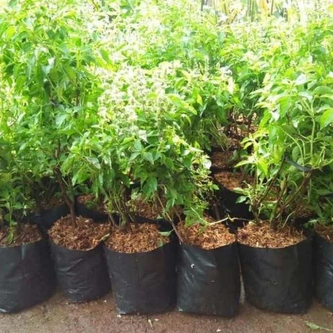 Pohon Dn Kemangi - Bibit Tanaman Pohon Kemangi BARANG SUPER