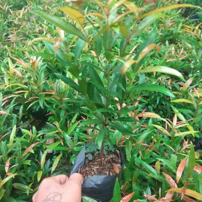 tanaman hias pucuk merah - bibit - biji - pucuk merah ISTIMEWA