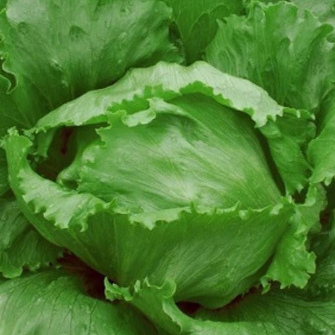 

Selada Hij Head Lettuce Bibit Tanaman Hoponik terbaru