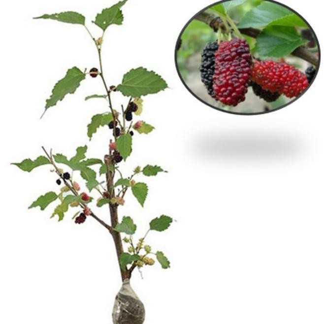 Bibit Tanaman Murbei berbuah/Besaran murbei BARANG SUPER