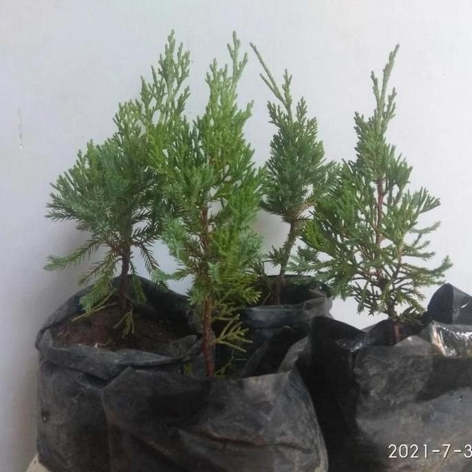 bibit cemara sinensis tanaman terbaru