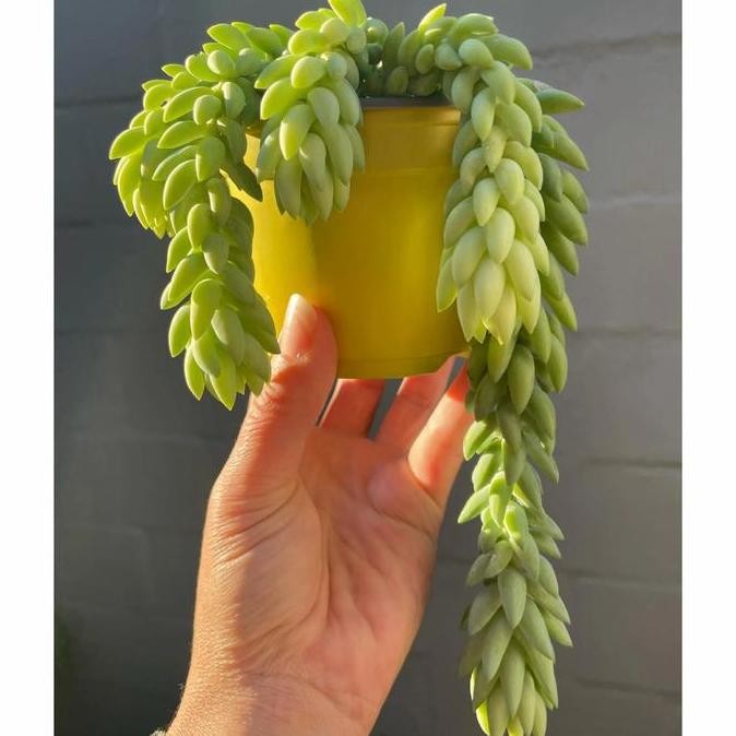 Tanaman Hias Bunga Air Mata Ibu / Bibit Bunga Air Mata Bunda terbaru