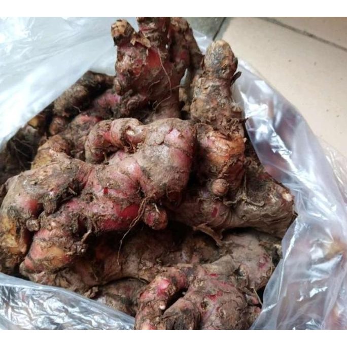 

Diskon! Jahe Merah Utuh 1Kg - Jahe Herbal Segar Super Pedas