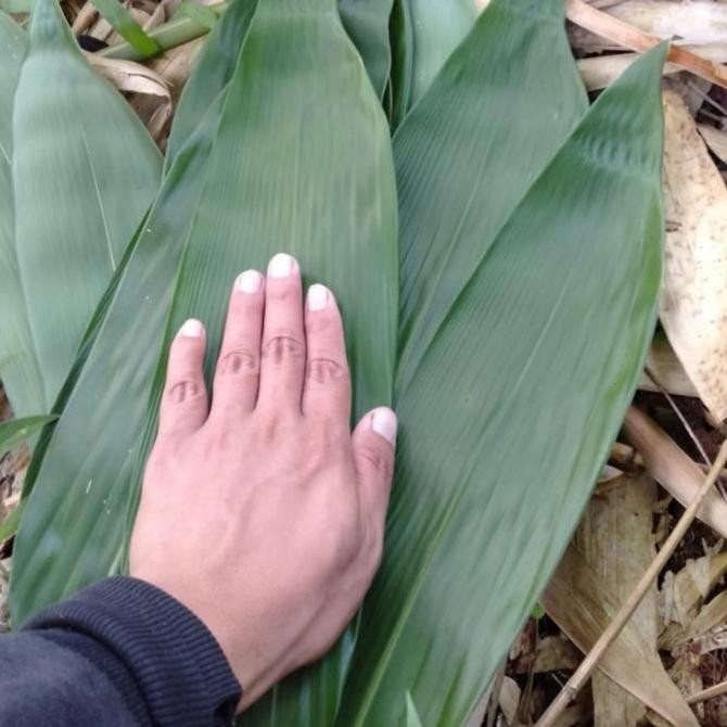 

Diskon! Daun Bacang Segar / Daun Bambu Fresh Per Ikat Daun Pembungkus Tradisional