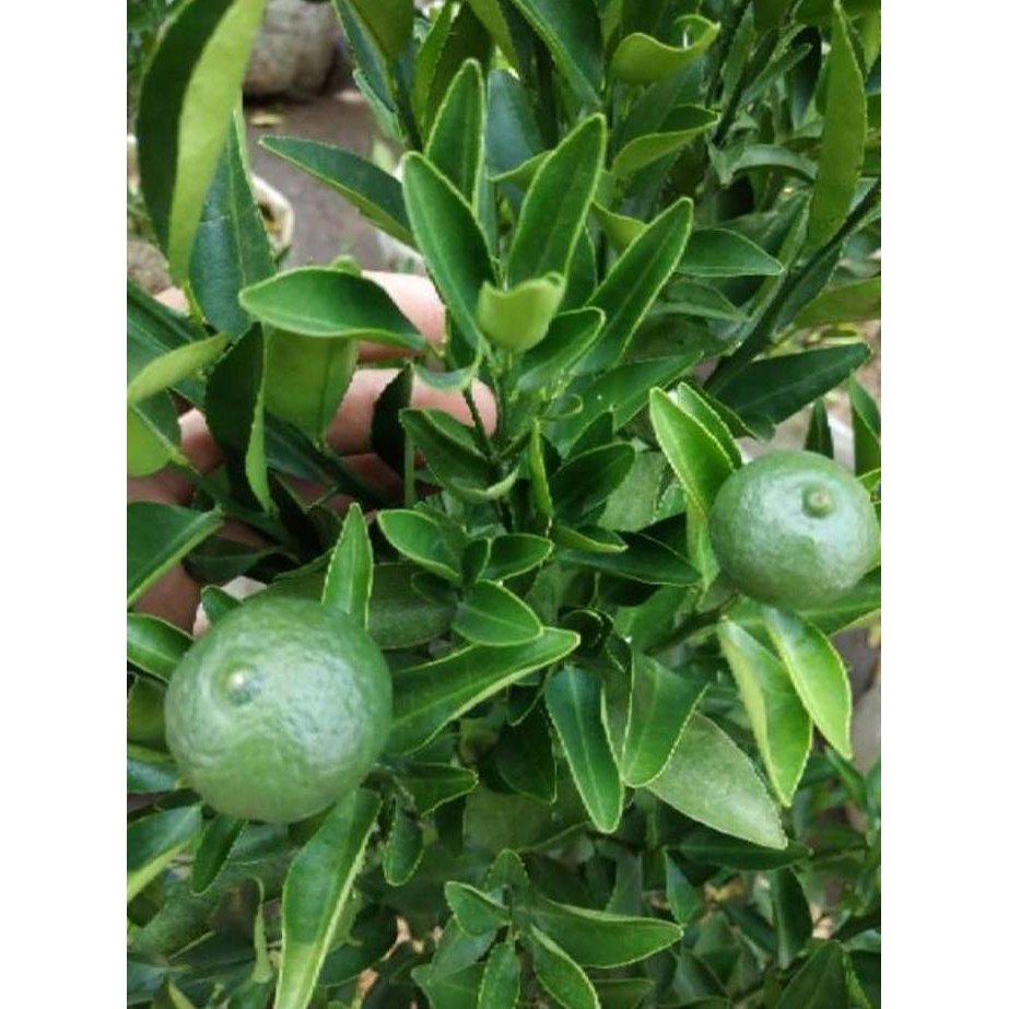 sudah berbuah bibit pohon Tanaman buah jeruk limo sudah berbuah nipis PREMIUM