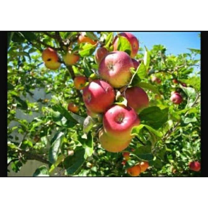 Bibit Tanaman Buah Apel Ana Manalagi Malang Segar PREMIUM