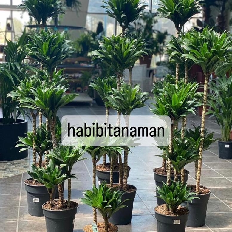 Gd Paket 3 Tanaman Hias Dracaena Compacta / Janet Craig