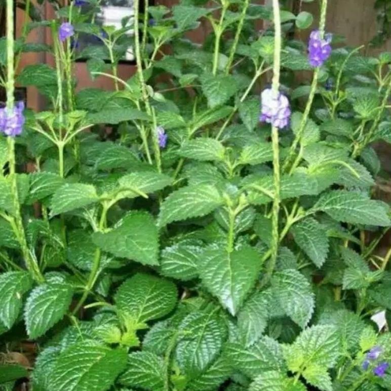 

DAUN PECUT KUDA DAUN JARONG SEGAR 1KG aSt