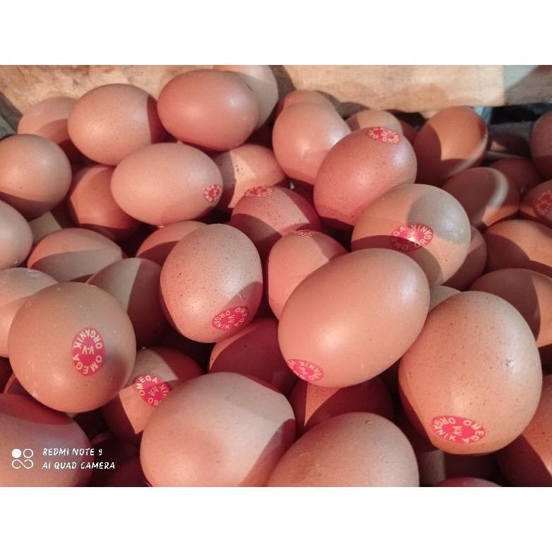 

Telur Ayam Negri Omega/Organik Fresh per KG aSt