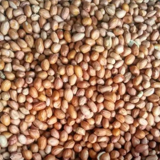 

Kacang Tanah TJ80\90 Kemasan 1KG aSt