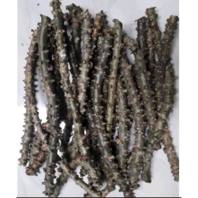 

Brotowali segar brotowali antawali 500gr aSt