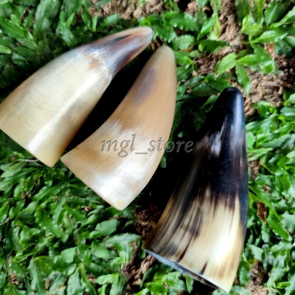 Kop bekam mini tanduk sapi asli / alat bantu kesehatan tradisional bekam tanduk