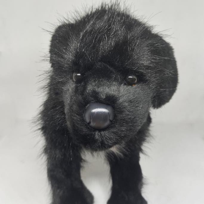 Boneka Anjing Brand Douglas