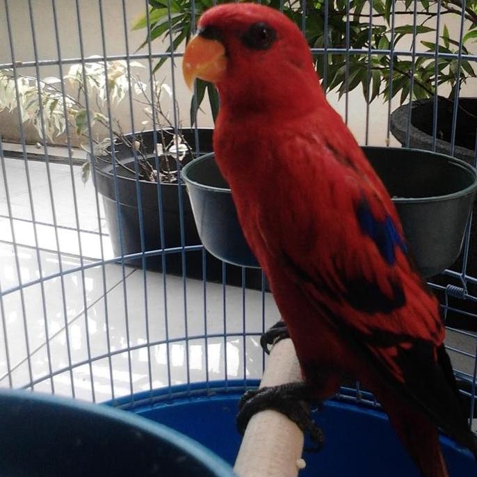 Burung Jinak Merah Warna Cantik Jinak Total Istimewa
