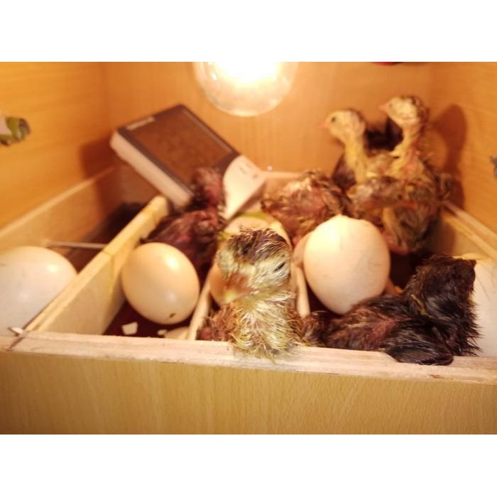 ATS Mesin penetas telur otomatis mesin tetas telur full otomatis kapasitas 30 telur