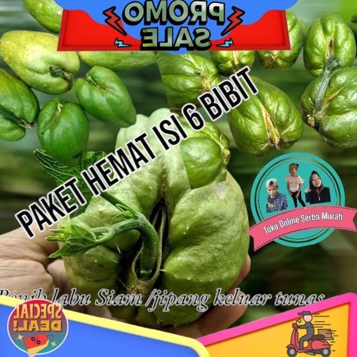 

Cuci Gudang Paket Hemat Isi 6 Bibit Labu Siam Keluar Tunas