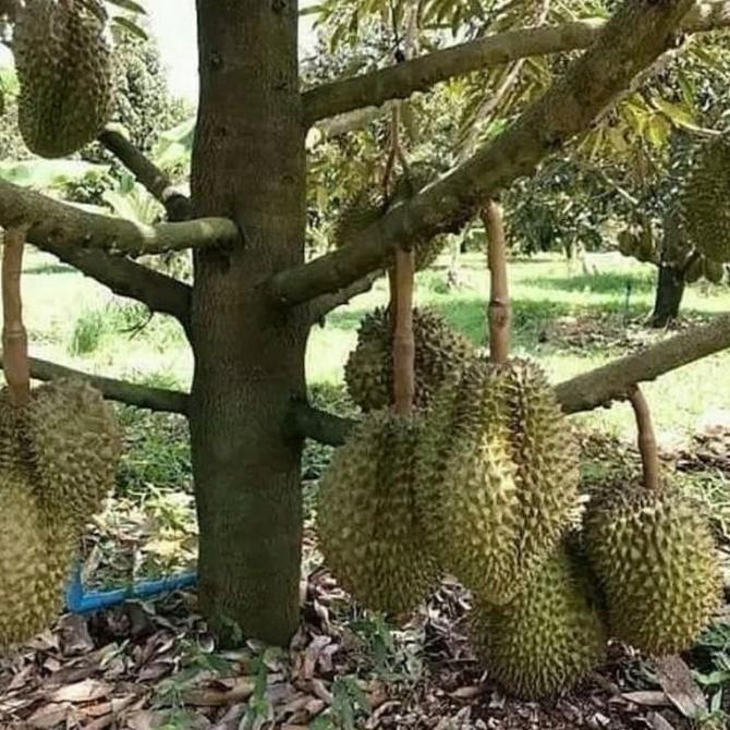 Jual Bibit Buah Durian Bor Bisa Berbuah Pohon Pendek Bibit Hasil O PREMIUM