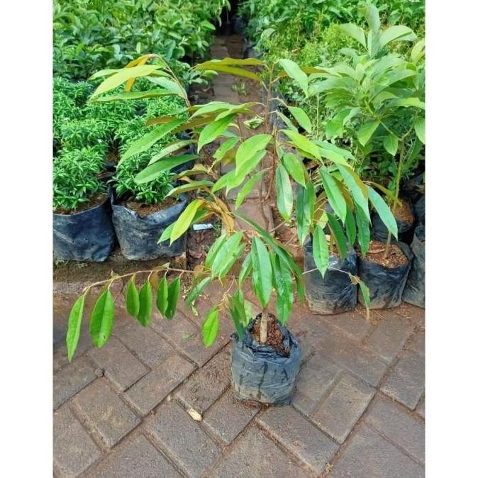 CANGKOK BIBIT TANAMAN POHON BUAH DUREN DURIAN MONTONG MUSANG PREMIUM