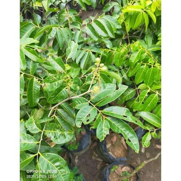 PREMIUM bibit buah kelengkeng bangkok sudah berbuah