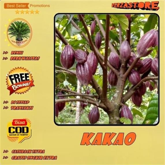 Biji Bibit Tanaman Buah Kakao Coklat Hibrida Super /10 biji PREMIUM