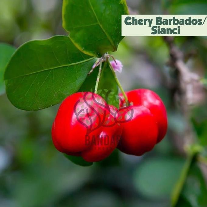 Bibit Buah Cherry Barbados / Sianci Cepat Berbuah PREMIUM
