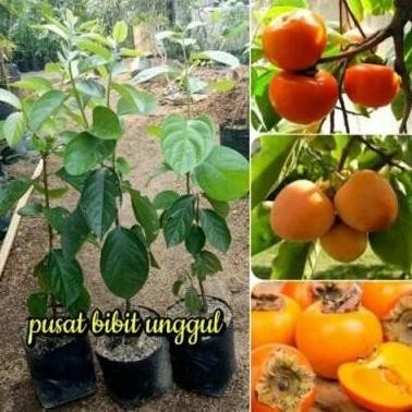 Bibit okulasi buah kesemek jepang | Pohon Kesemek PREMIUM