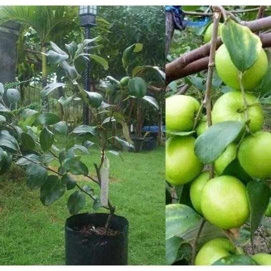 Bibit Tanaman Buah Apel Futsa Putsa Apel India PREMIUM