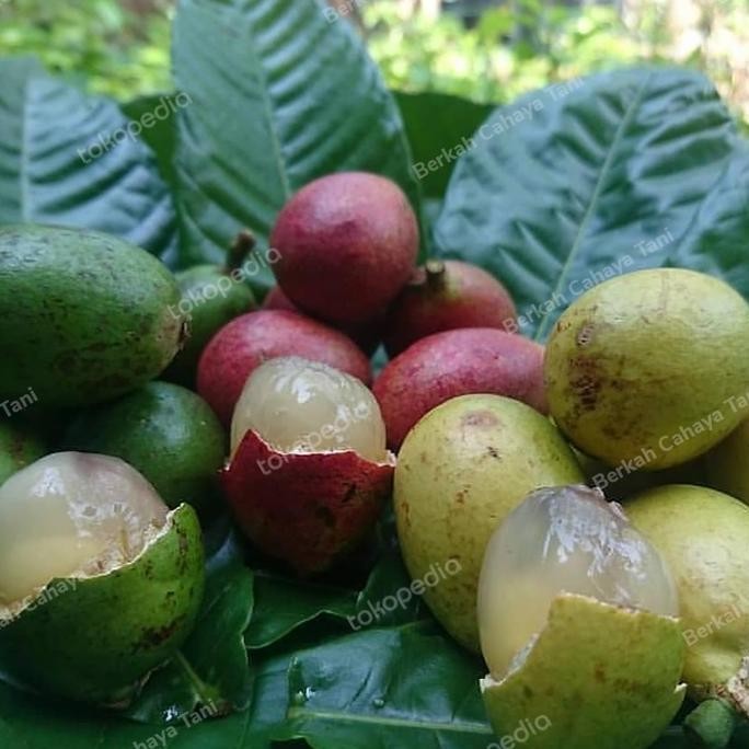 Bibit Tanaman Buah Matoa Merah Cangkok-Pohon Matoa Merah Hasil Cangkok PREMIUM