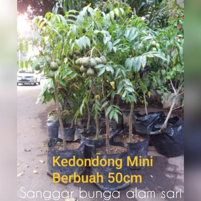 PREMIUM Tanaman Buah kedondong / Bibit Buah Kedondong