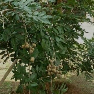 Paket Hemat 4 Bibit Buah Kelengkeng-Bibit Kelengkeng PREMIUM