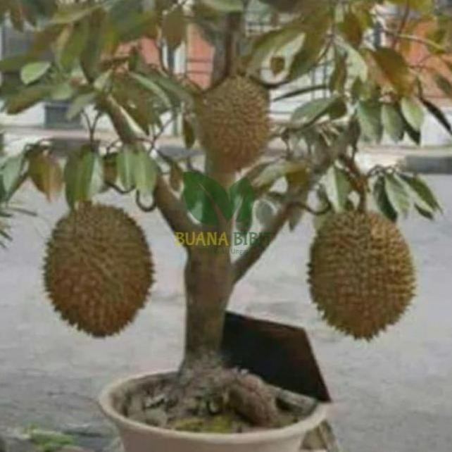 Bibit Pohon Buah Durian Montong Super Jumbo sambung Pendek fres PREMIUM