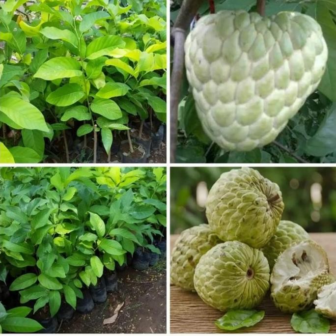 bibit tanaman buah srikaya jumbo srikaya thailand PREMIUM