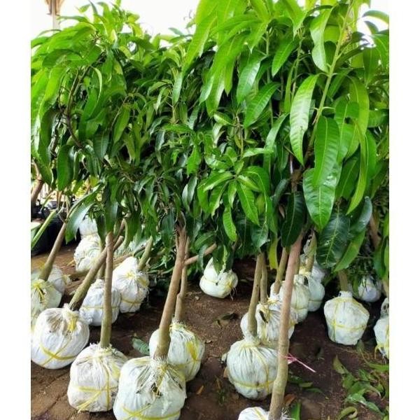 Bibit Tanaman buah Mangga Manalagi Hasil Stek Cangkok Okulasi w PREMIUM
